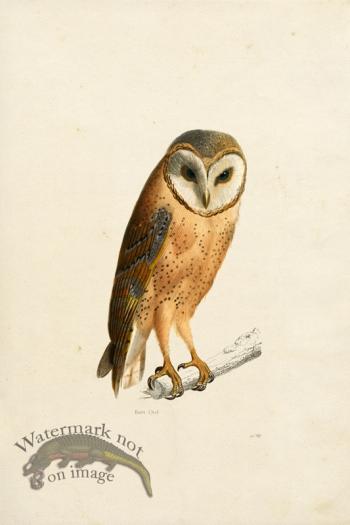 KO 25 Barn Owl